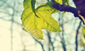 fixtures today sffarebaseball by sportsfanfare