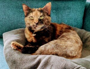 how to install freedoor2.4.6.8