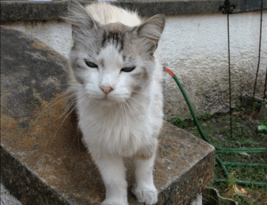 information about foxtpax software