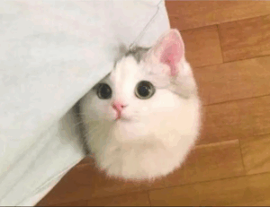 new software name mozillod5.2f5