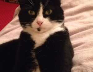 sffarebaseball results 2022