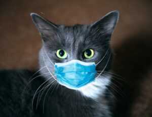 sffarebaseball results