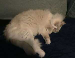 sffarebaseball statistics 2023