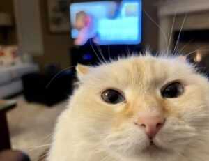 sffarebaseball statistics yesterday