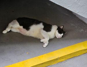 sofware doxfore5 dying