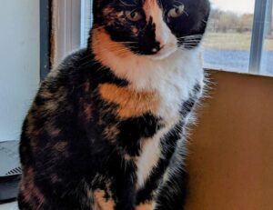 ustudiobytes release version