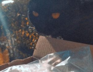 what is interesting about beevitius islands