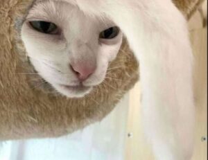 zopalno number flight