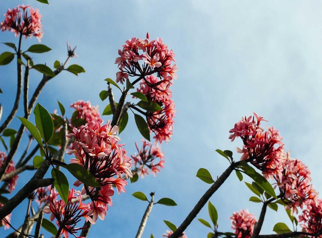 Searching for an Official Stance: What Has Subway Corporate Said?